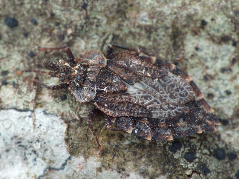 Aradus betulae (Linnaeus, 1758)